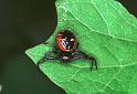 Synaema_globosum_F2186_Z_88_Les Gris_Frankrijk
